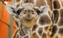 denverzoo-org-baby_giraffe-dobby_02-e1488394417321-1.jpg