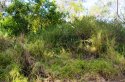 dense foliage on southern side of road.JPG