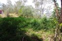 16 View from fence up to the road showing regrowth.JPG