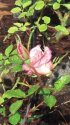 pink rosebud.jpg