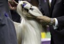 635597664871975656-AP-Dog-Show.jpg