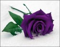 Purple_rose_by_noobert_samurai.jpg