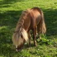 little_pony