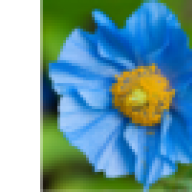 BluePoppy