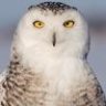 Snowyowl