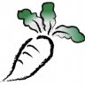 daikon.radish