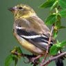 goldie finch