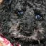 black poodle