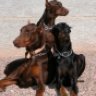 3Dobes