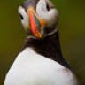 Puffin