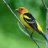 Tanager