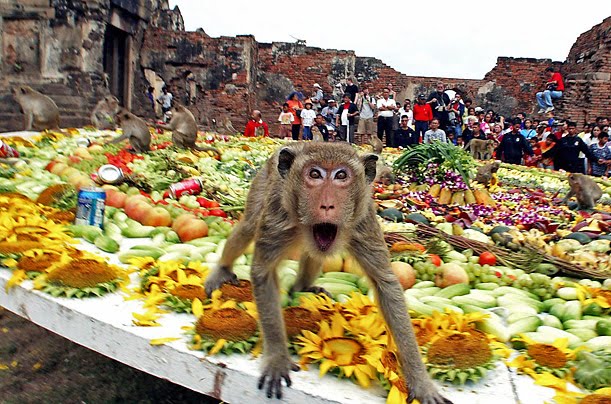 The-monkey-buffet-festival-%25E2%2580%2593-Thailand.jpg
