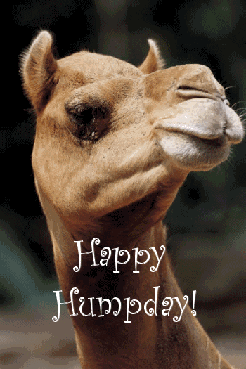 funny-camel-pictures-8.gif