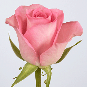 sweet-unique-pink-rose.gif