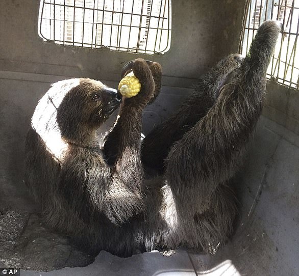 4418209400000578-0-Mo_the_sloth_eating_an_ear_of_corn_as_it_is_evacuated_from_the_M-a-9_1505058258456.jpg