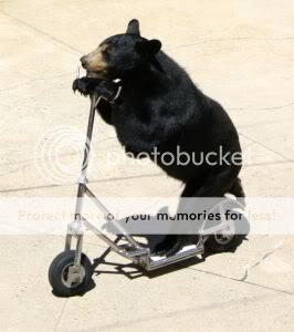 bear-bicycle.jpg