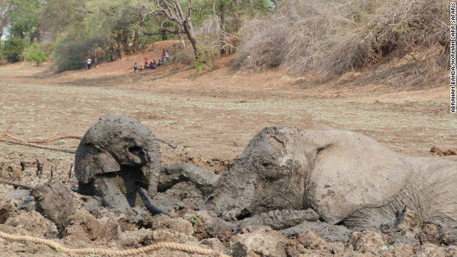 111110062001-elephant-rescue-3-horizontal-gallery.jpg