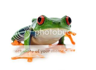 tree_frog.jpg