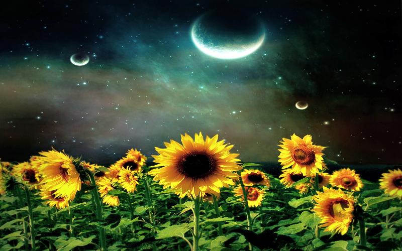 3d-abstract_other_sunflower-night_38768.jpg