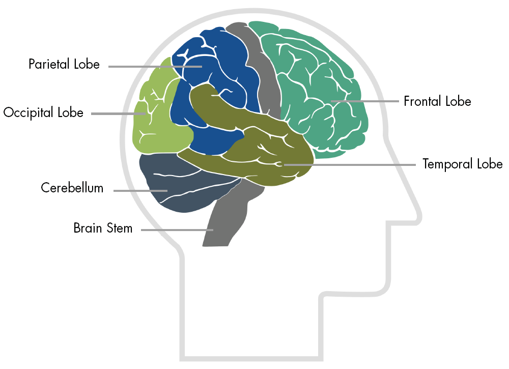 frontlobe11.jpg