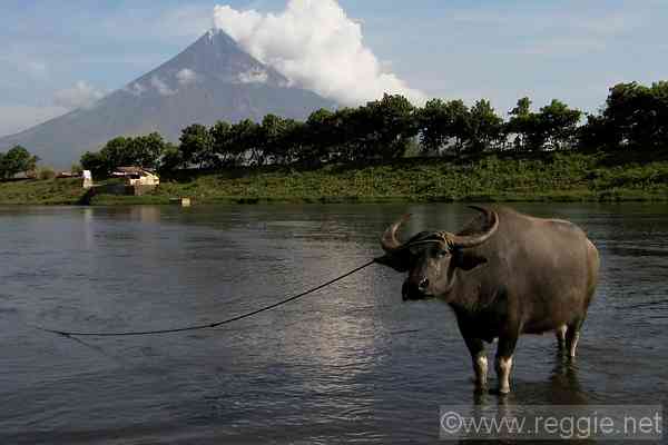 5978_mt_mayon_volcano_water_buffalo-600.jpg