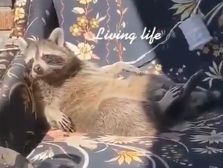 raccoon-e1595422679160.png