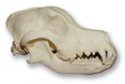 dog skull.jpg