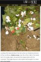 cotton plant from judge.JPG