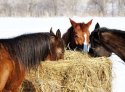 horses-eating-round-bale-in-snow.jpg