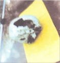 JLW skull right side 4-18-1990.PNG