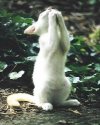 Praying cat.jpg