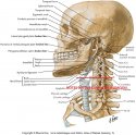 Plate head neck anatomy with red line.jpg