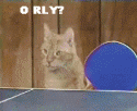 O Rly cats gif.gif