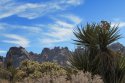 Mojave National Preserve Kelbaker 004 cacti.JPG