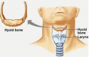 Hyoid Bone.png