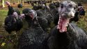 Wild-Turkeys-Attack-Hainesport-New-Jersey2.jpg