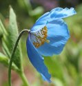 himalayan-blue-poppy-flower.jpg