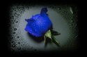 Blue Rose.jpg