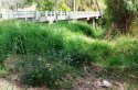4 View of undergrowth in the carpark, facing river.JPG