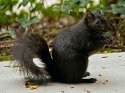 250px-Black_squirrel_in_Santa_Clara_CA.jpg