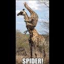 Spider giraffe.jpg