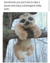 Baby sloth.jpg