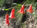 Scarlet Fritillary.jpg