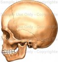 child's skull.jpg
