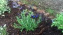 lavender, lobelia and alyssum.jpg