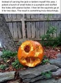 Pumpkin small holes.jpg