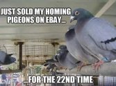 Pigeon.jpg