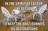 Dust bunnies.jpg