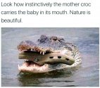 Baby croc.jpg