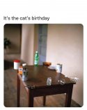 Cats birthday.jpg